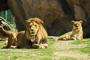 fun at the phoenix zoo