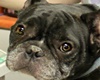 bethany animal hospital pet friendly phoenix vets