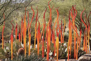 fun in phoenix at the desert botanical garden